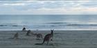 Kangaroos at sunrise - Cape Hillsborough NP - QLD (PBH4 00 15211)